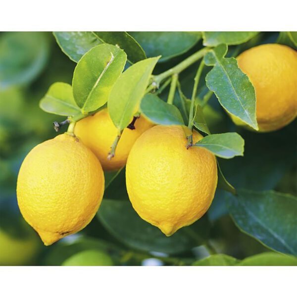 CITRUS Lemon ‘Lisbon’ -TREE semi-dwarf