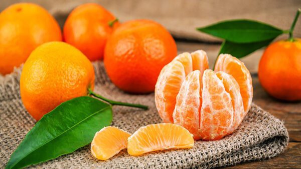 CITRUS Tangerine ‘Clementine’ -TREE semi-dwarf – NO 05