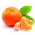 CITRUS Tangerine ‘Dancy’ -TREE std.root