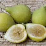 FIG Janice Seed-Less Kadota
