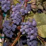 GRAPE Concord&comma; California