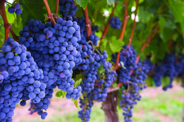Row of Blue Fruit Grapes Still on Vines Farmers Vineyard