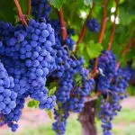 Row of Blue Fruit Grapes Still on Vines Farmers Vineyard