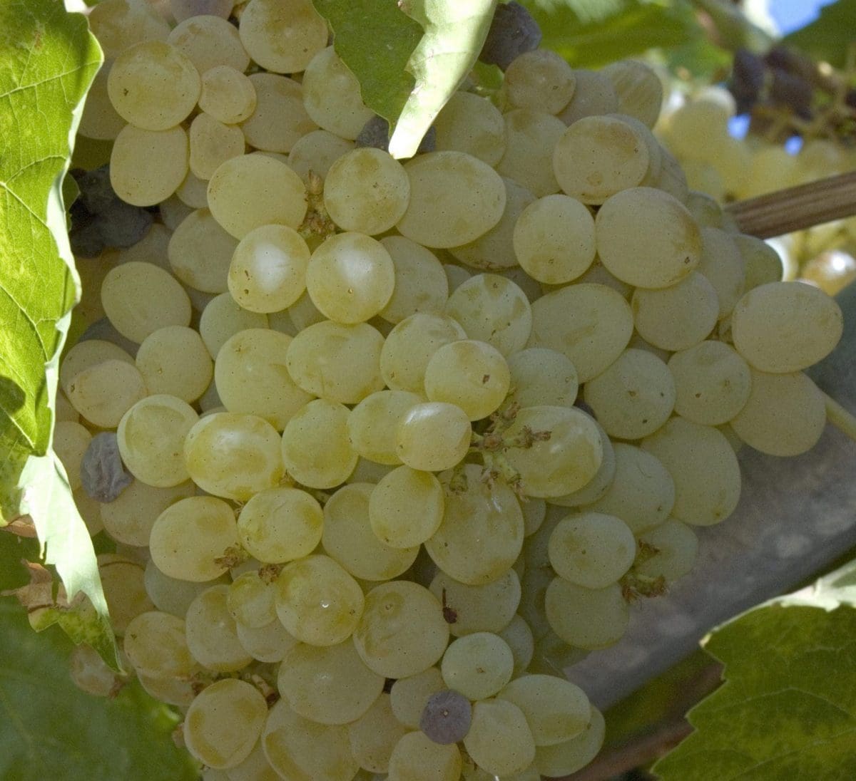 thompson seedles grapes