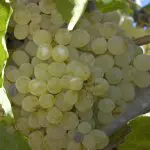 thompson seedles grapes
