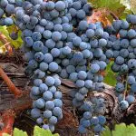 GRAPE Zinfandel – NO 05