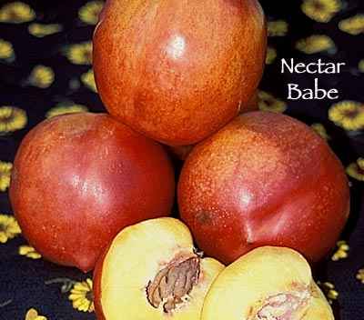 NECTARINE Nectar Babe – Miniature