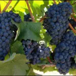 GRAPE Pinot Noir