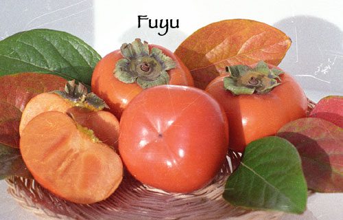 PERSIMMON ‘Fuyu – Jiro’ – NO 15