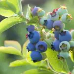 BLUEBERRY Sunshine Blue