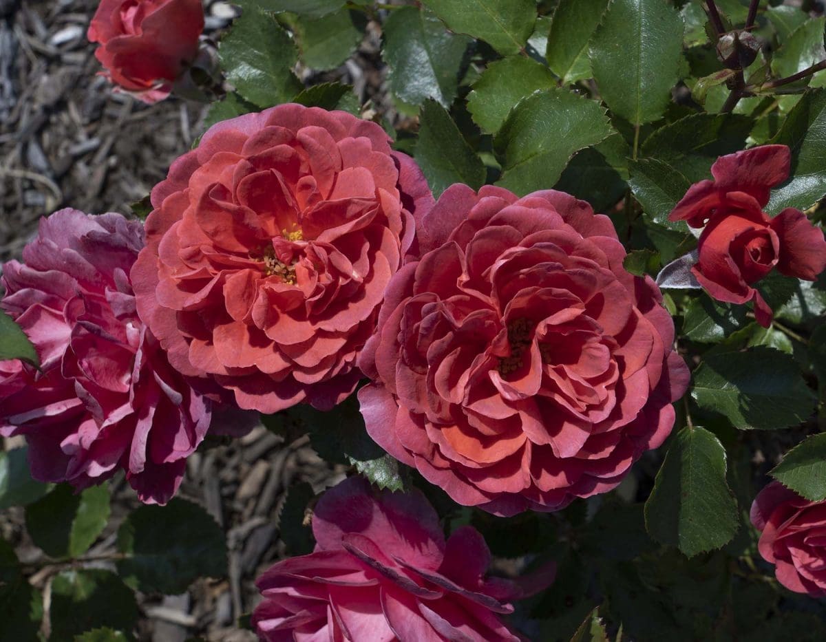 Closeup of dusky, purple/violet/peach rose variety 'Desert Sky™'