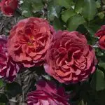 Closeup of dusky, purple/violet/peach rose variety 'Desert Sky™'