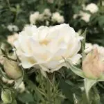 Close-up of a single Icecap - 24in tree in full bloom, surrounded by green leaves and flower buds. The background features additional Icecap - 24in trees out of focus.