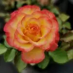 Closeup of a rose variety with yellow to bright red petals 'True Sincerity'