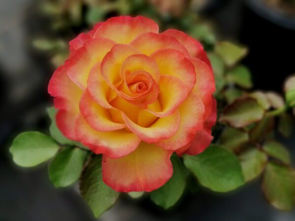 Closeup of a rose variety with yellow to bright red petals 'True Sincerity'