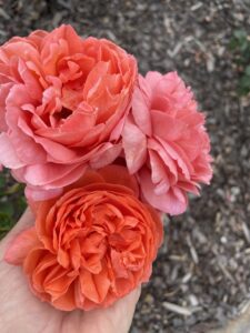 Bright slightly faded, orange/pink rose blooms at Mornington Botanical Garden
