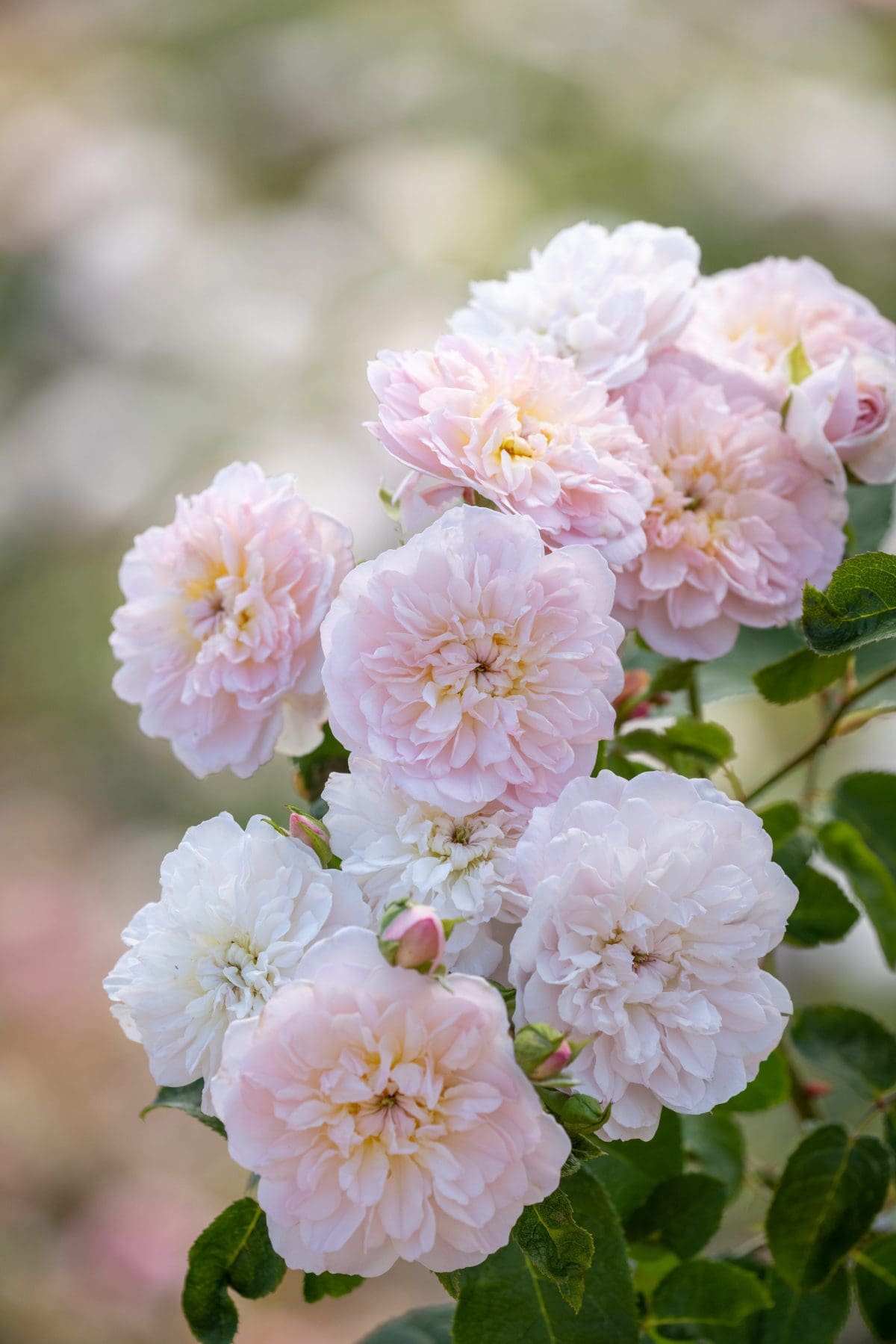 Close-up of a cluster of Elizabeth® with green leaves. The background is blurred.