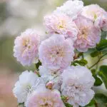 Close-up of a cluster of Elizabeth® with green leaves. The background is blurred.