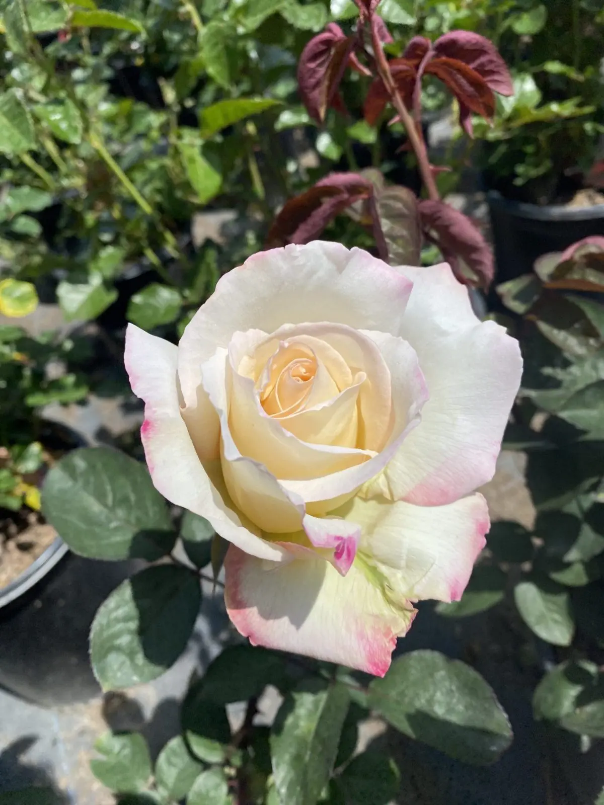 Closeup of a faded pink and white rose variety 'Garden Party'