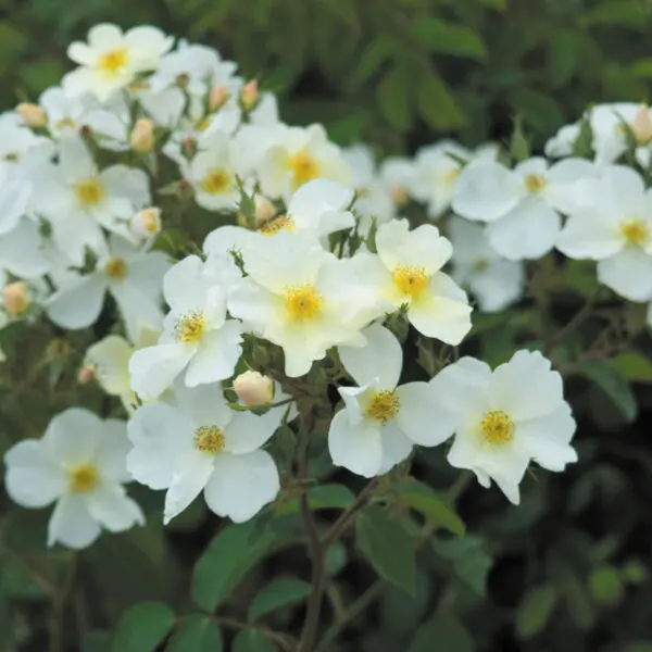 Closeup of small, wildflower-like white rose variety with a yellow center 'Kew Gardens'