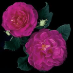 A closeup of a vibrant pink rose variety with a peach glow 'Outta the Blue™' (3/5)