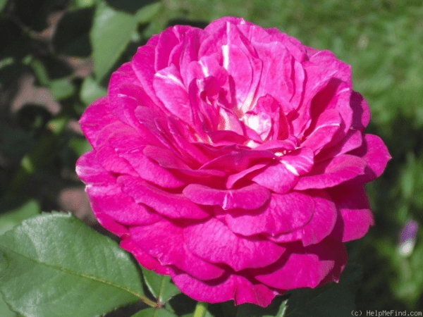 A closeup of a vibrant pink rose variety 'Outta the Blue™' (4/5)