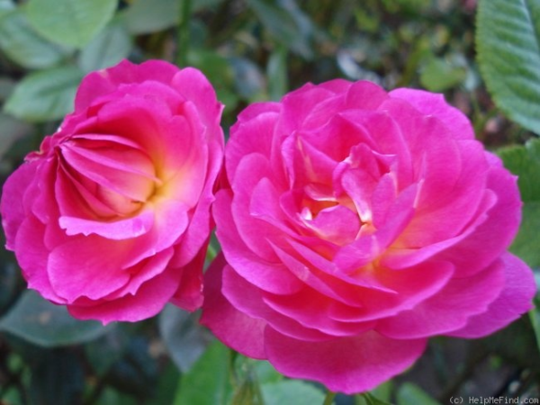 A closeup of a vibrant pink rose variety with a peach glow 'Outta the Blue™' (5/5)