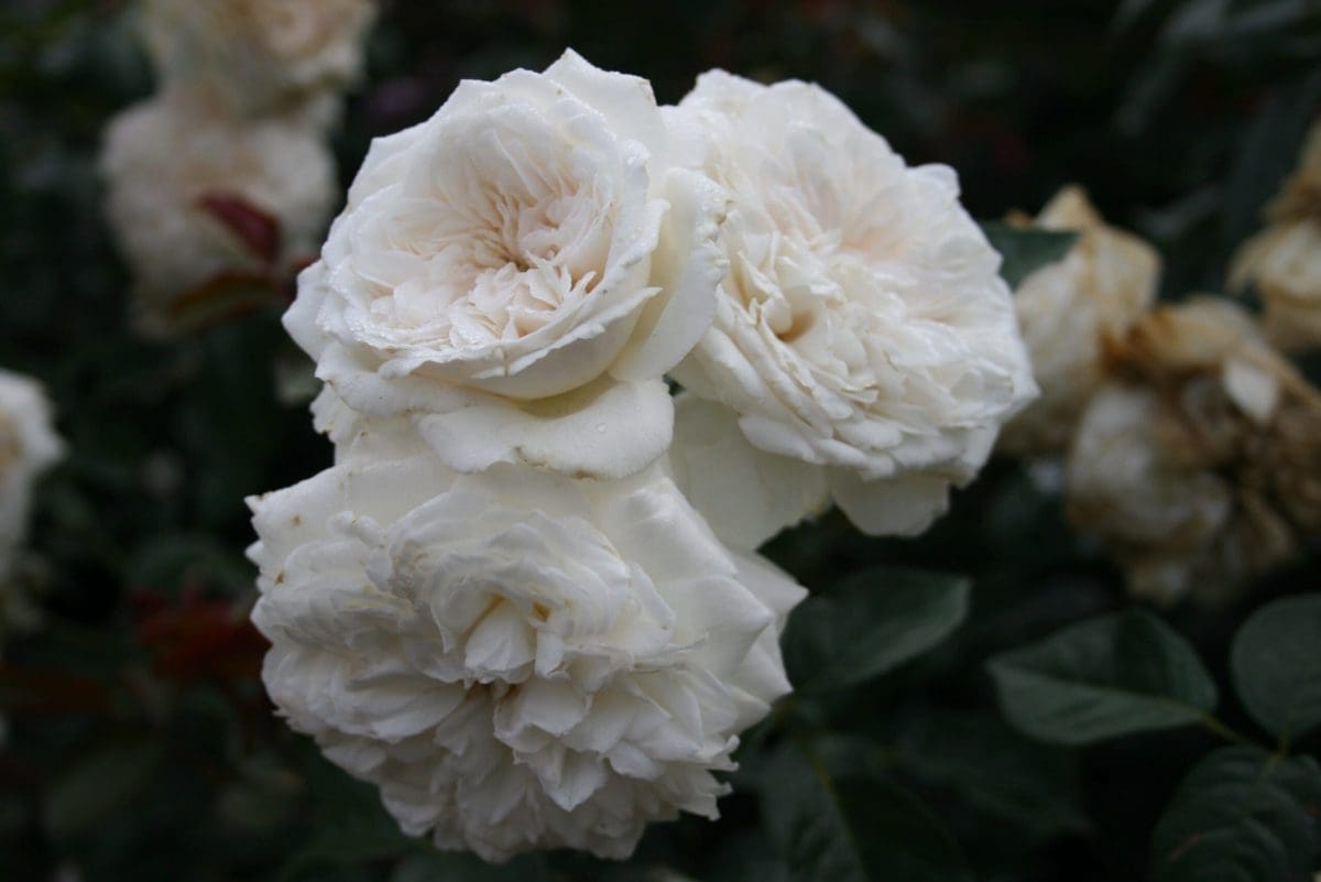 A cluster of fully bloomed Pure Perfume with green leaves in the background.