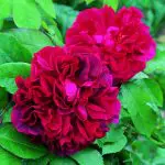 A vibrant, dark-pink rose variety 'The Dark Lady'
