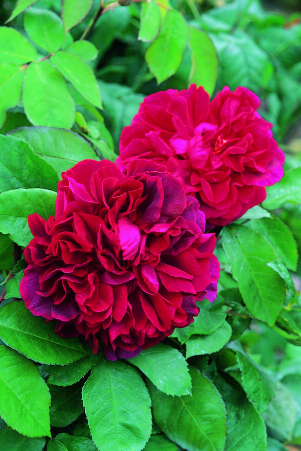 A vibrant, dark-pink rose variety 'The Dark Lady'