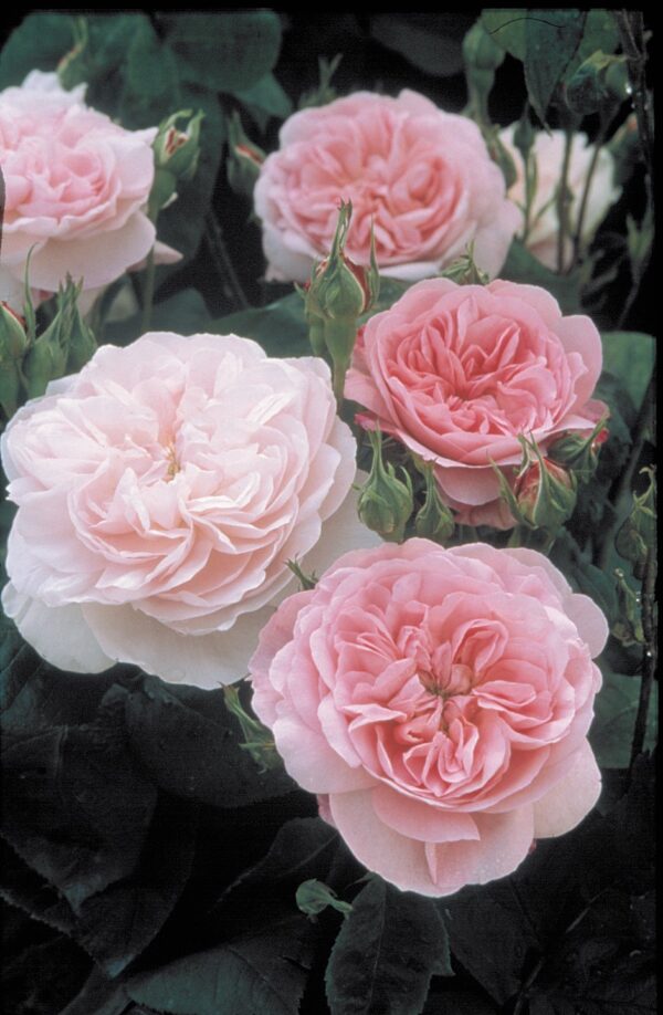 Closeup of classic pink rose variety 'The Cottage Rose'