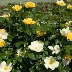 A bushy rose with yellow and white blooms 'Easy Bee-zy™ Knock Out®'