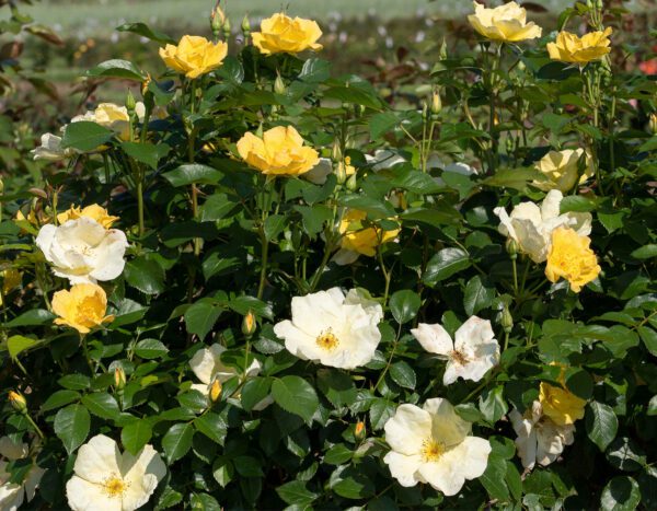 A bushy rose with yellow and white blooms 'Easy Bee-zy™ Knock Out®'