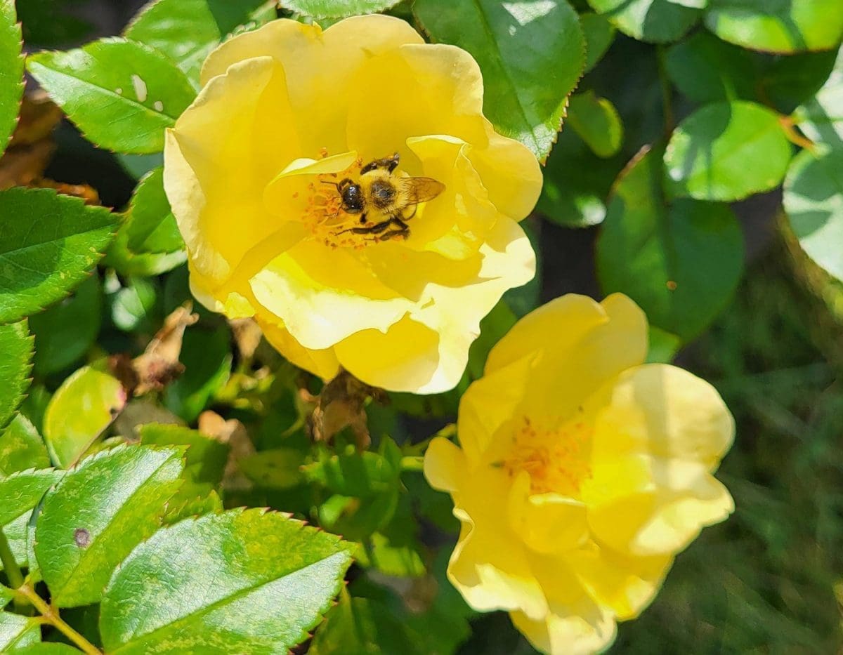 Closeup of bee at the center of a yellow 'Easy Bee-zy™ Knock Out®' bloom