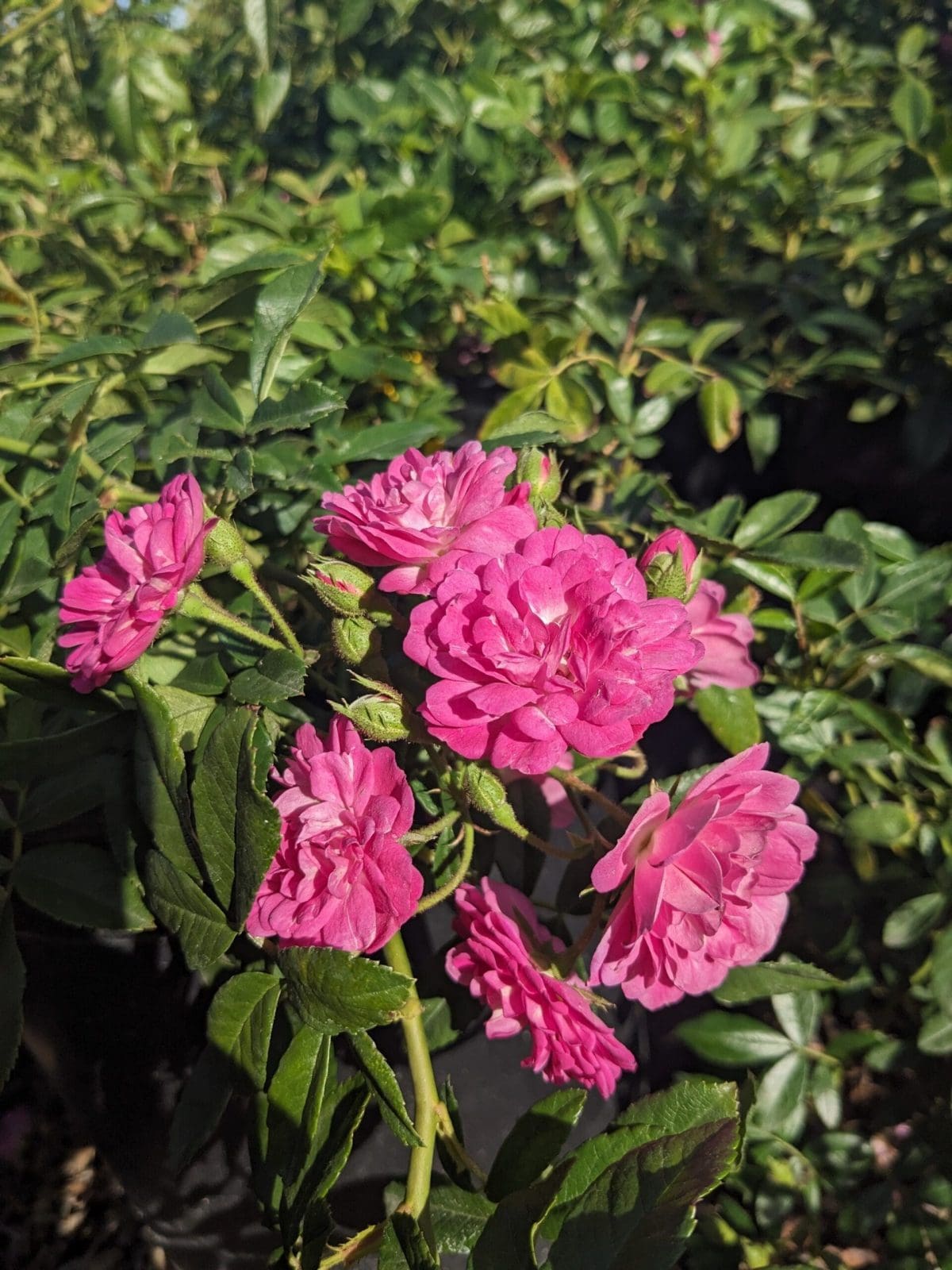 Closeup of climbing rose variety 'Excellenz Von Shubert'