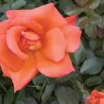 Closeup of a variety of peach/pink rose 'Halle'