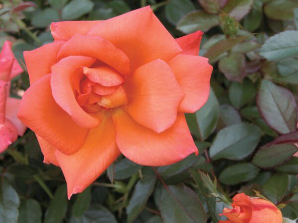 Closeup of a variety of peach/pink rose 'Halle'