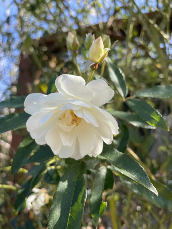 Closeup of a variety white rose 'Rosa Banksiae Purezza'
