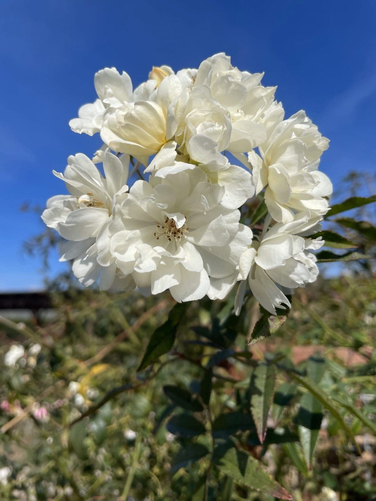 Closeup of a variety of white, wild rose 'Rosa Banksiae Purezza' with hints of yellow