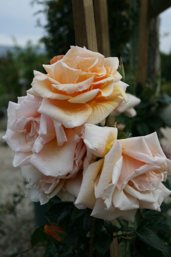 Closeup photo of blush rose variety 'Royal Sunset Cl'