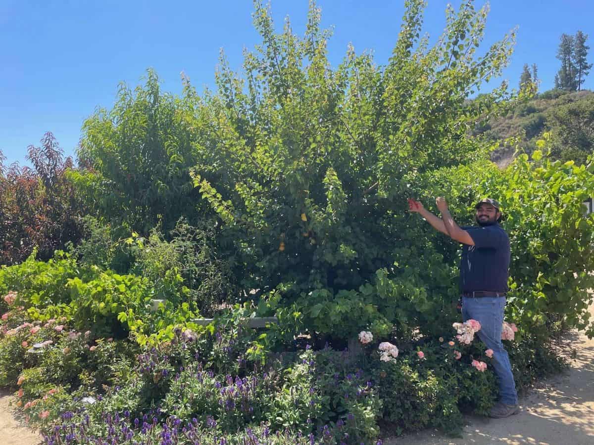 A man stands next to a lush tree and various flowering plants, pointing upward, in a sunny outdoor garden setting.