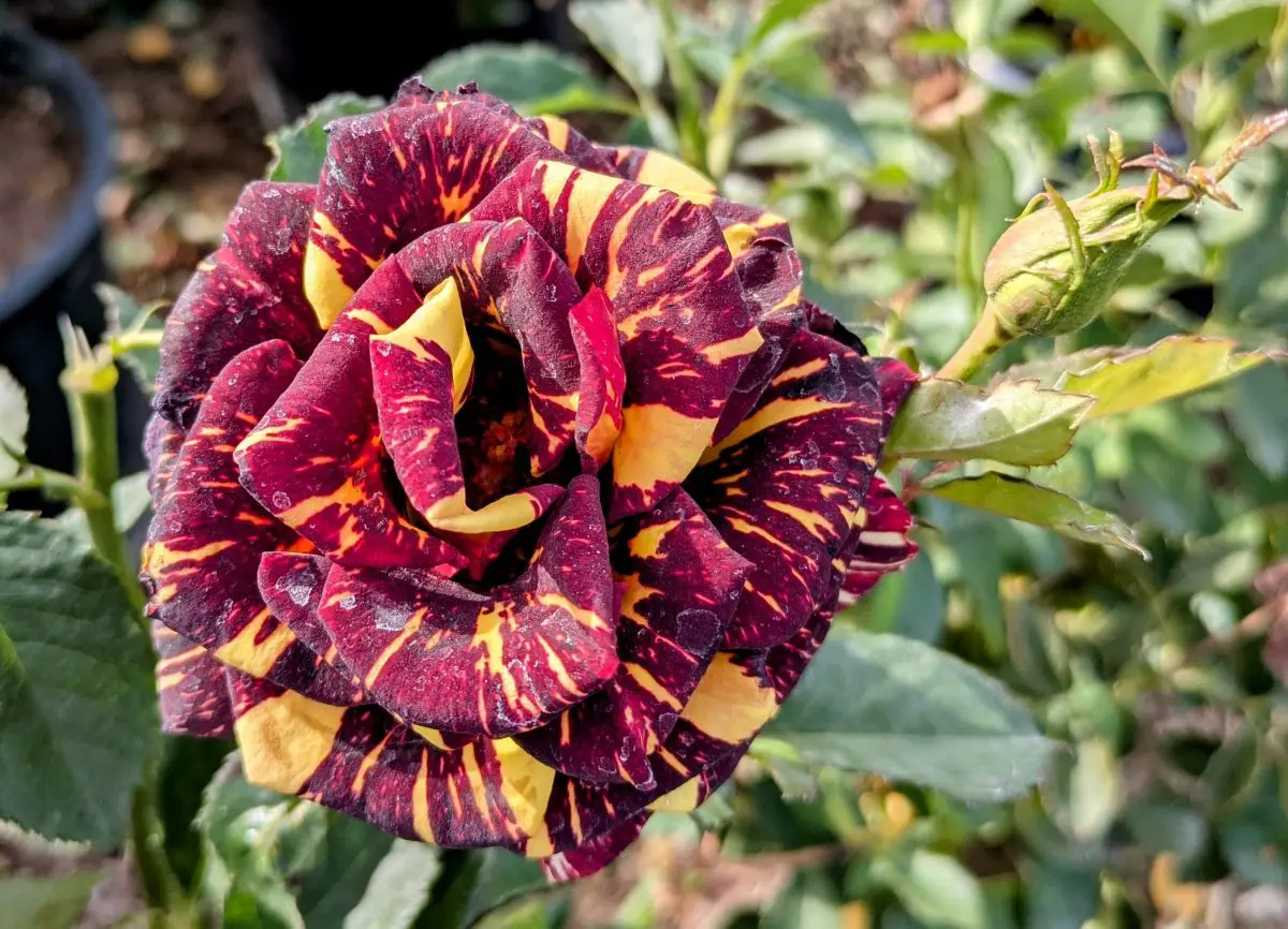 The Abracadabra rose features multicolored red and yellow petals, set beautifully in a garden surrounded by green leaves.