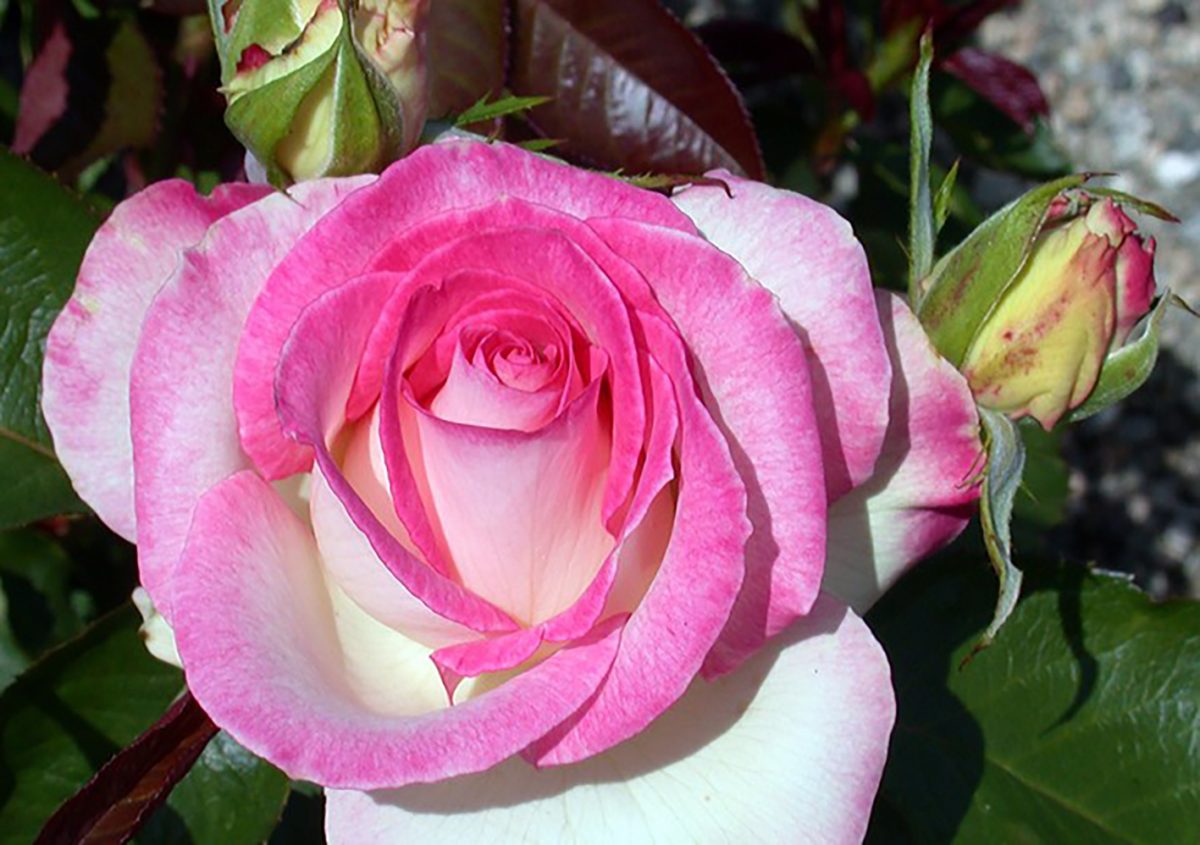 Close-up of a pink and white rose in full bloom, its petals shimmering like the Angelic Veil™, surrounded by lush green leaves and budding roses.