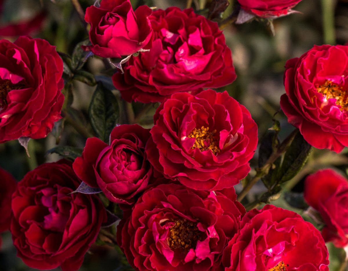 Close-up of multiple vibrant Cherrytini™ roses in full bloom, showcasing their striking red petals with visible yellow stamens, set against a backdrop of dark green leaves.