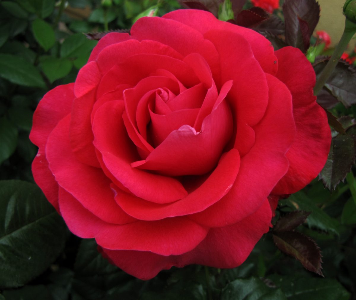 The vibrant In Love Again™ rose, in full bloom with green leaves, beautifully embodies the essence of love.