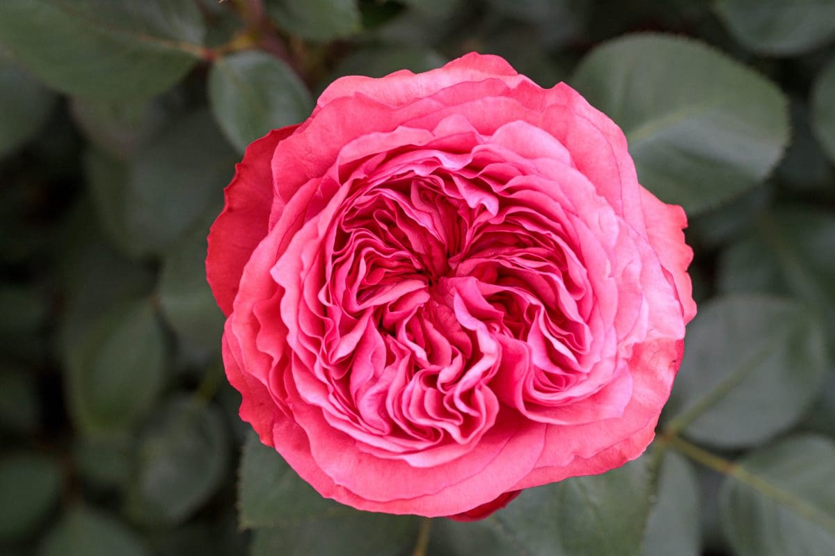 A fully bloomed pink rose with detailed petals, reminiscent of the classic Loves Me, Loves Me Not™, is surrounded by green leaves in the background.