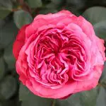 A fully bloomed pink rose with detailed petals, reminiscent of the classic Loves Me, Loves Me Not™, is surrounded by green leaves in the background.