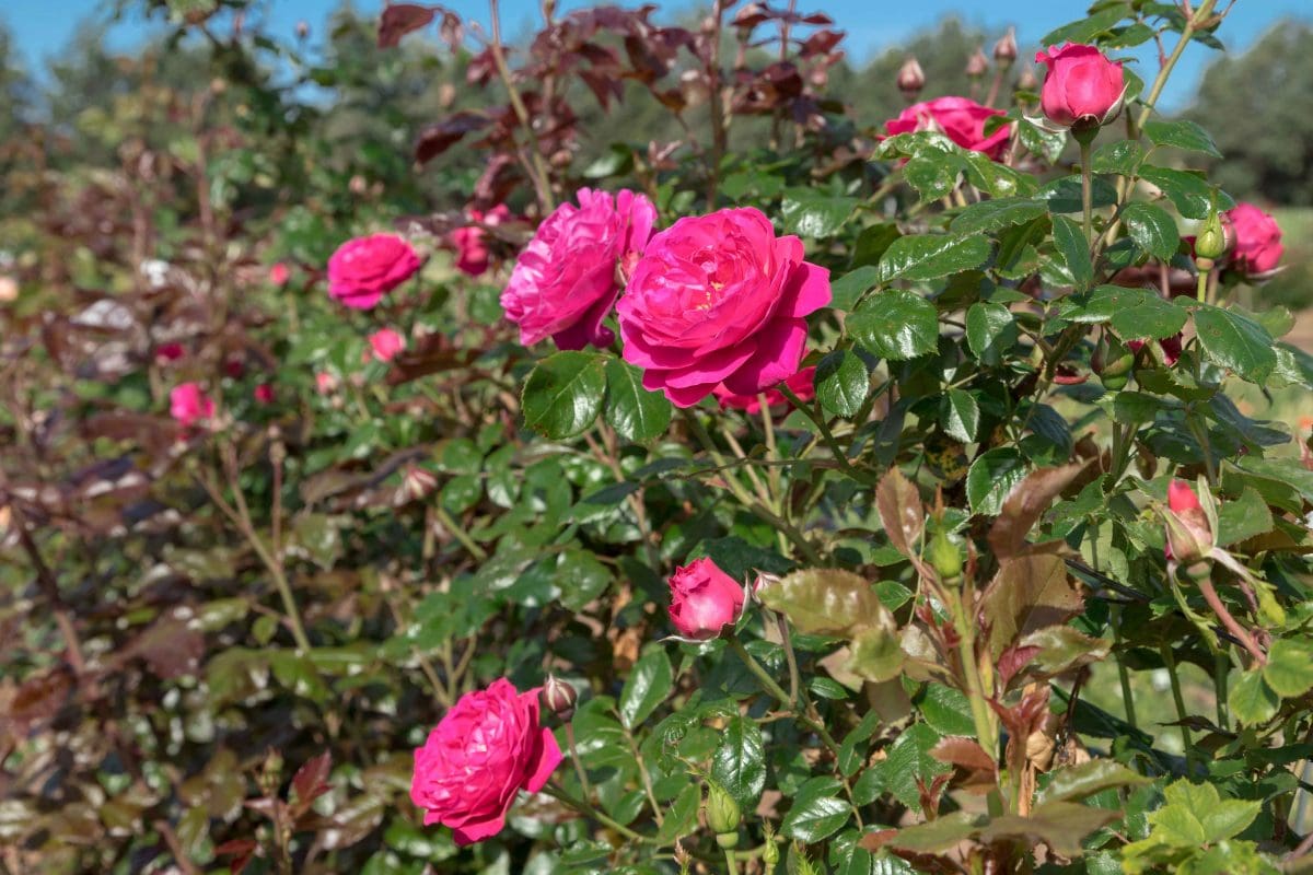 Under a clear blue sky, bright pink roses of the Loves Me, Loves Me Not™ collection sway gently among lush green leaves.