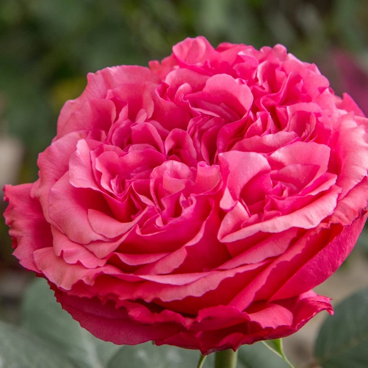 Close-up of a vibrant pink rose with layered petals, asking the age-old question: Loves Me, Loves Me Not™ against a blurred green background.