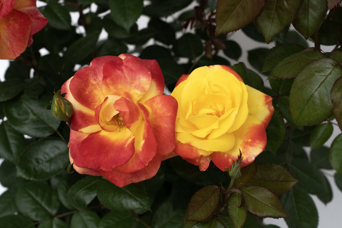 Two roses in bloom, one red-orange like the R Garden Flame™ Sunbelt®, and the other sunny yellow, with lush green leaves.